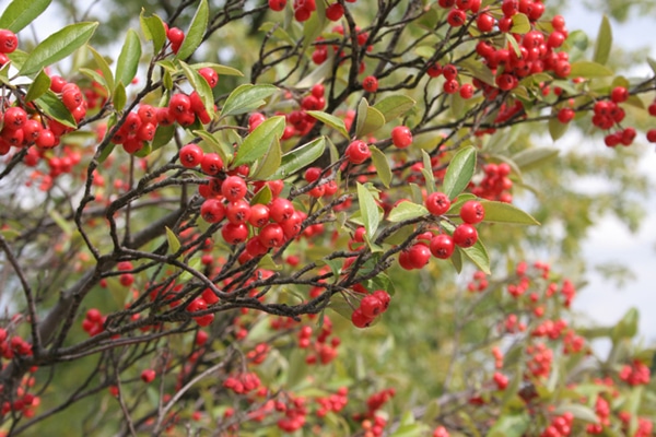 chokeberry