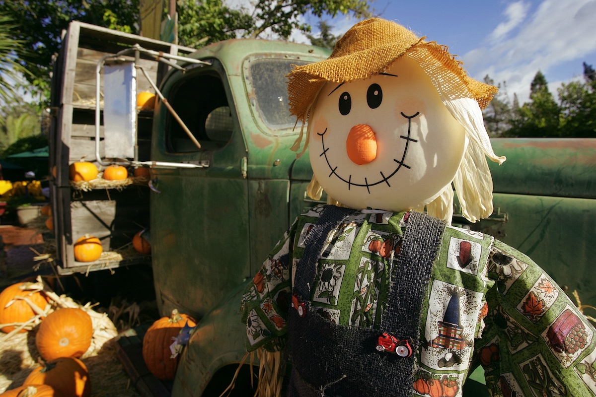 Scarecrow in front of an old truck with pumpkins as decoration