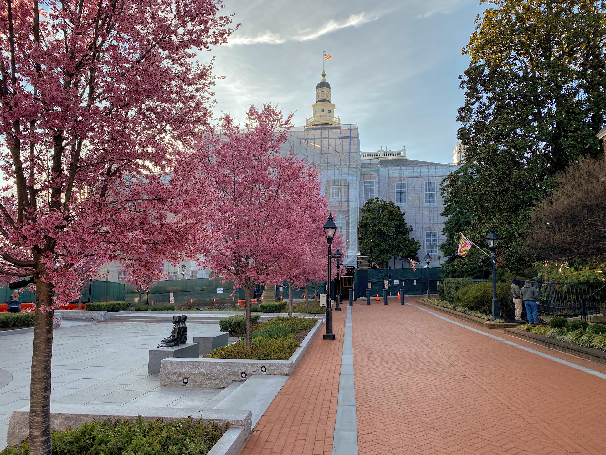 Cherry Blossoms on Lawyers Mall, Annapolis