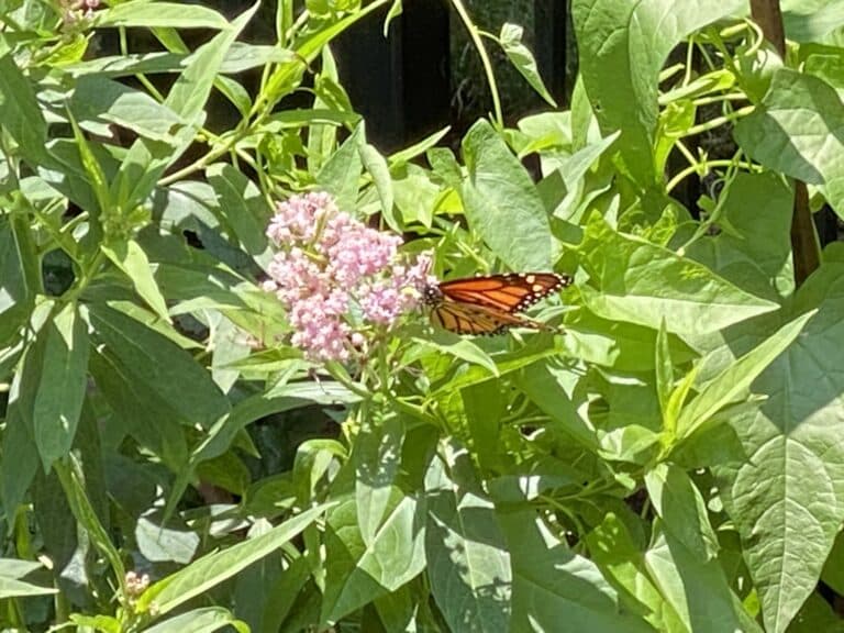 Maryland Native Plant Sales
