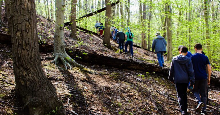 Walk for the Woods