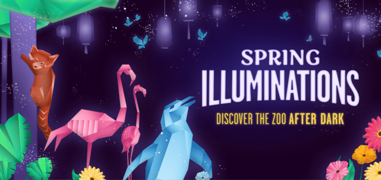 Maryland Zoo Spring Illuminations