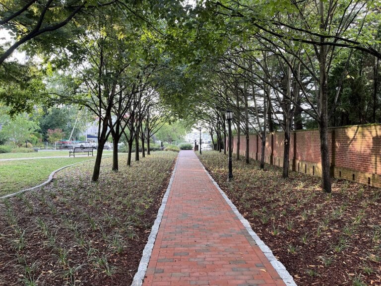 5 Steps to Plant A Tree: Make an Impact This Earth Day