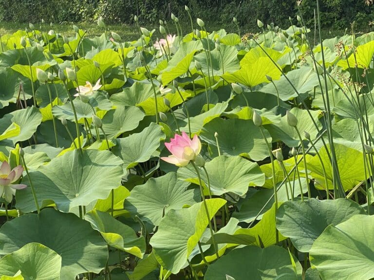 Exploring Water-Loving Plants at Kenilworth Aquatic Gardens