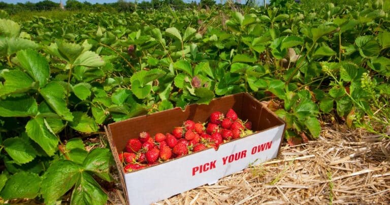 Where to Pick Your Own Strawberries In Maryland