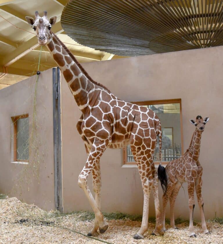 New giraffe at Maryland Zoo