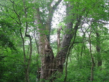 ‘Big Tree Centennial Contest’ Offers Prizes for Exploring Maryland’s State Forests