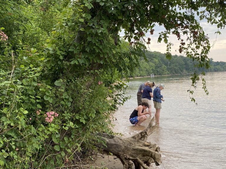 Hunting for Fossils and Sharks’ Teeth at Purse