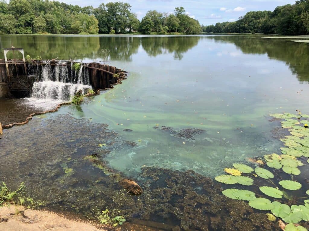 Smithville Lake with water bloom(yellow-green water middle/left of photo) and benthic mats along shoreline (right and foreground).