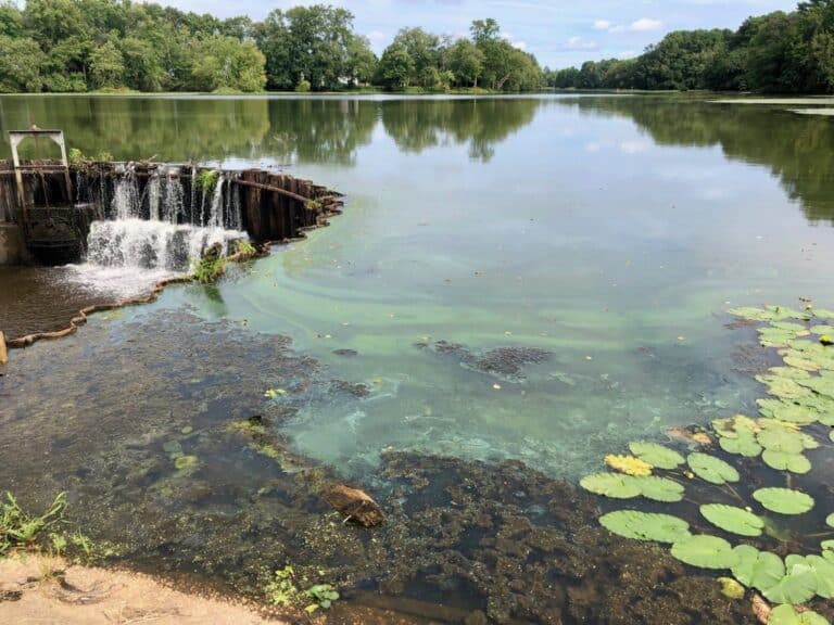 Smithville Lake with water bloom(yellow-green water middle/left of photo) and benthic mats along shoreline (right and foreground).