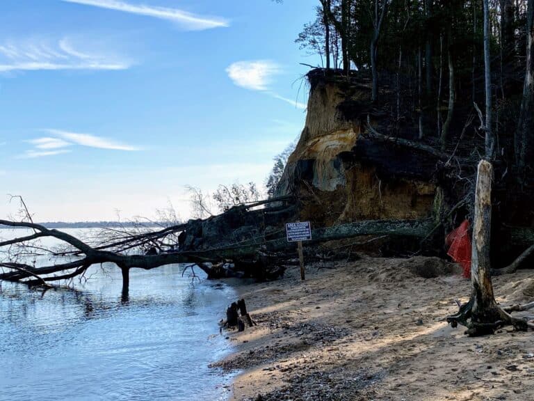 Finding Shark Teeth and Fossils in Maryland